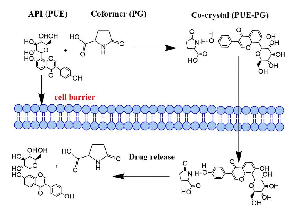 Pyroglutamic Tms Impact of L-Pyroglutamic Acid on the Solubility of Puerarin ...