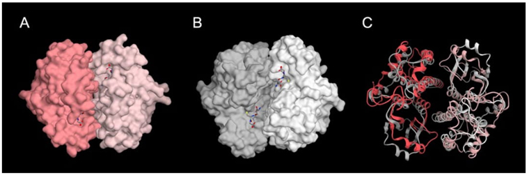 
						Structures of Ts26GST and Ts24GST. (A) Modeled structure
							of Ts26GST previously used to find inhibitors by virtual screening
								[2]. (B)
							Crystallographic structure of Ts24GST. Glutathione molecules are shown
							in stick representation.
					