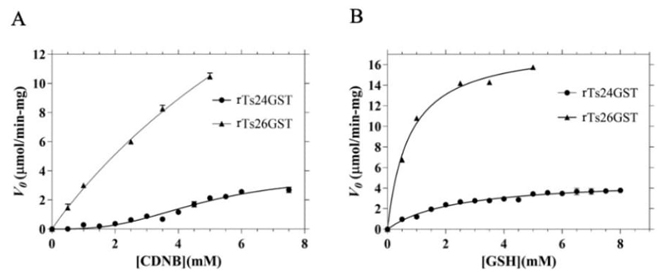 
							Determination of the kinetic parameters of rTs24GST and rTs26GST
								by spectrophotometric assays at pH 7.4 and 25 (C. (A) Using 5.0 mM
								GSH and 0-7.5 mM CDNB. (B) Using 7.0 mM CDNB and 0-8.0 mM GSH. In
								all assays the concentration of rTs24GST or rTs26GST was 5.0 (g
									mL-1. Nonlinear regression analysis was fit to the
								mean values of three independent measurements, using the Hill
								equation for data corresponding to rTs24GST in panel (A) and the
								Michaelis-Menten equation for the rest of kinetics. The bars
								represent the corresponding standard deviations.
						