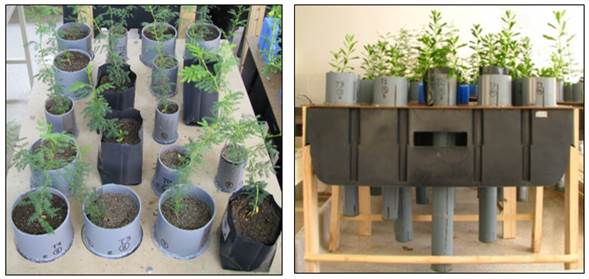 Does woody species with contrasting root architecture require different ...