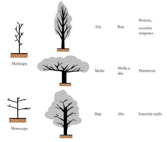 Biomecánica de los árboles: crecimiento, anatomía y morfología