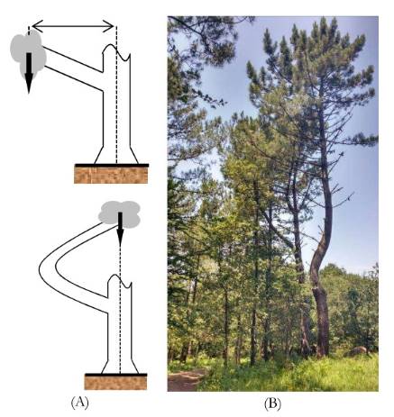 Conecto.mx - El tronco de un árbol no crece a lo alto, excepto en su parte  superior, sino a lo ancho. La única parte del tronco encargada del  crecimiento es una fina