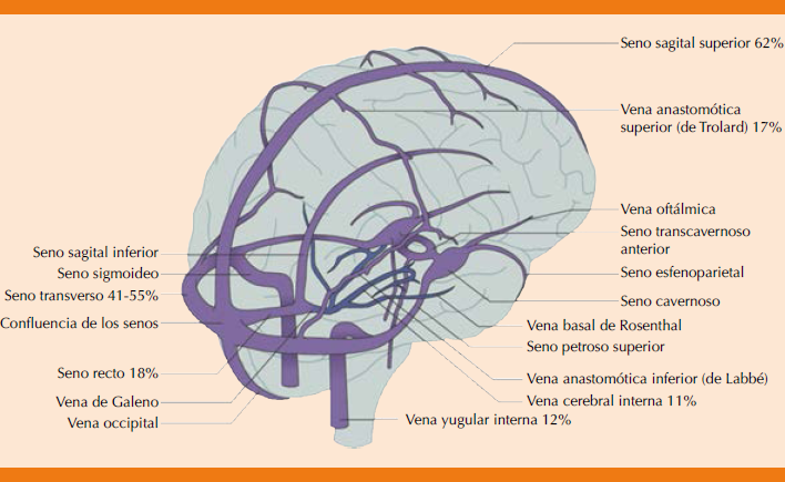 Anatom a Del Seno Venoso Cerebral Seno Cavernoso E Anatomy IMAIOS anatom-a-del-seno-venoso-cerebral-seno-cavernoso-e-anatomy-imaios
