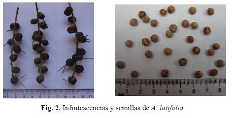 Producción de frutos y semillas de dos especies arbóreas nativas en un  bosque mesófilo de montaña de Veracruz, México