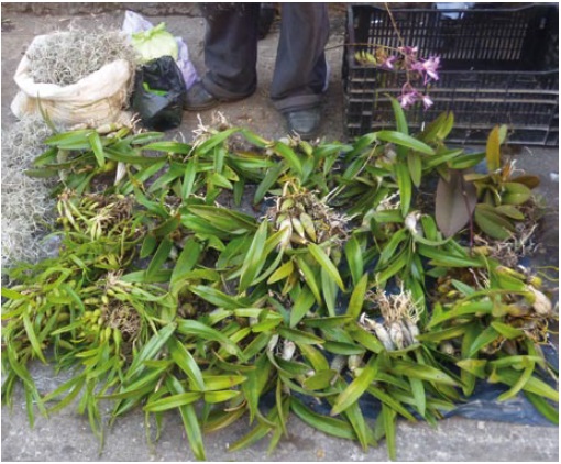Usos y comercialización de orquídeas silvestres en la región sur del Estado  de México