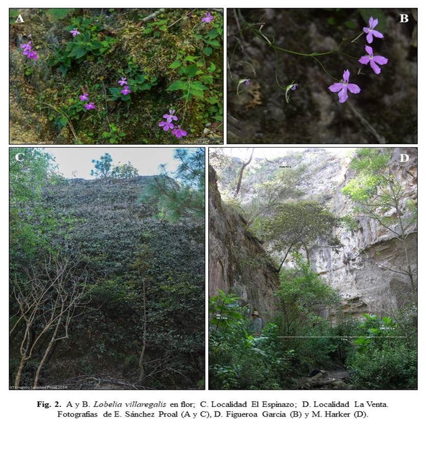 
							E. A y B. Lobelia villaregalis en flor; C. Localidad El Espinazo; D. Localidad La Venta. Fotografías de. Sánchez Proal (A y C), D. Figueroa García (B) y M. Harker (D).
						