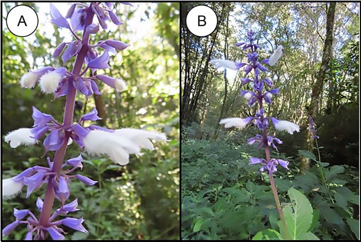 Salvia blanca: características, taxonomía, hábitat, propiedades