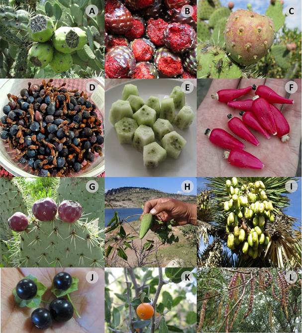 Plantas silvestres comestibles del estado de Aguascalientes, México ...