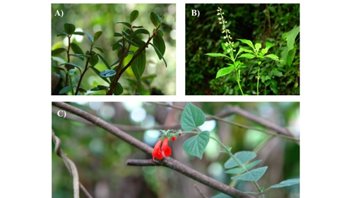 
						Photos of plants collected in Tila, Chiapas, Mexico in their wild form. A) “Monte de Erisipela”, Peperomia liebmannii C. DC. B) Ocimum aff. campechianum Mill. C) “Yermatin”, Salvia coccinea.
					