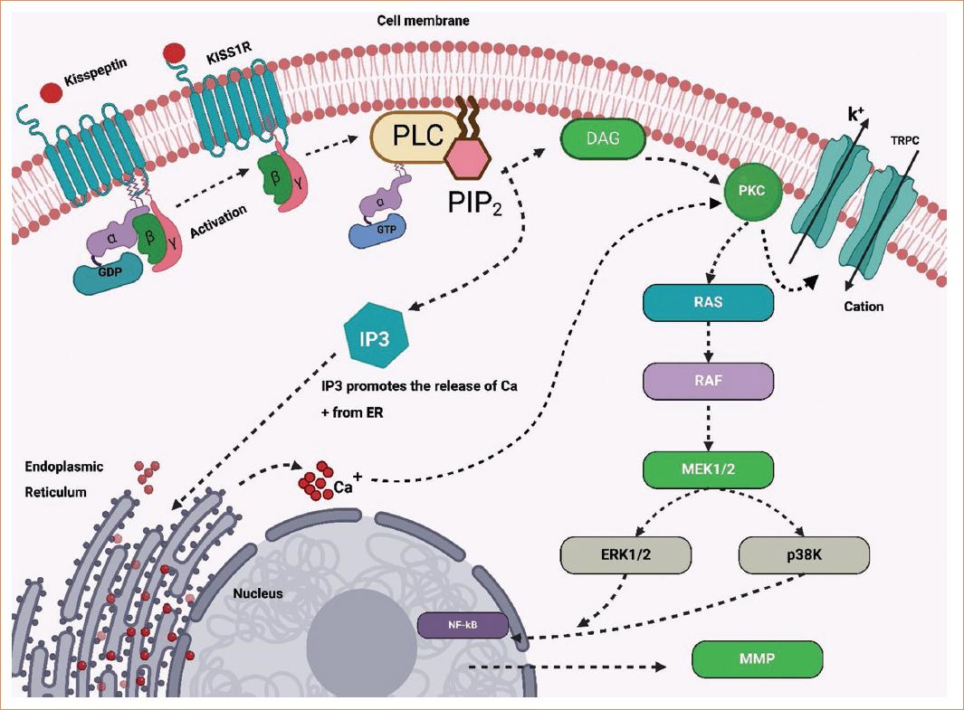 
Intracellular signaling cascade activated by Kisspeptin Binding to the KISS1R receptor. This figure depicts the signaling cascade initiated by the binding of kisspeptin to the KISS1R (GPR54) receptor. Upon kisspeptin activation, the KISS1R receptor activates G-proteins, leading to the activation of phospholipase C (PLC). PLC catalyzes the breakdown of PIP2 into inositol trisphosphate (IP3) and diacylglycerol (DAG), with IP3 facilitating the release of calcium ions (Ca2+) from the endoplasmic reticulum (ER) into the cytosol. This increase in intracellular calcium activates protein kinase C (PKC) and the transient receptor potential canonical (TRPC) channels, which contribute to further calcium influx. The signaling cascade also involves the RAS-RAF-MEK1/2-ERK1/2 pathway, which regulates downstream gene expression through NF-κB and matrix metalloproteinase (MMP) activation. These signaling events play a crucial role in regulating gonadotropin-releasing hormone secretion, reproductive function, and cellular processes, as highlighted in the review.
