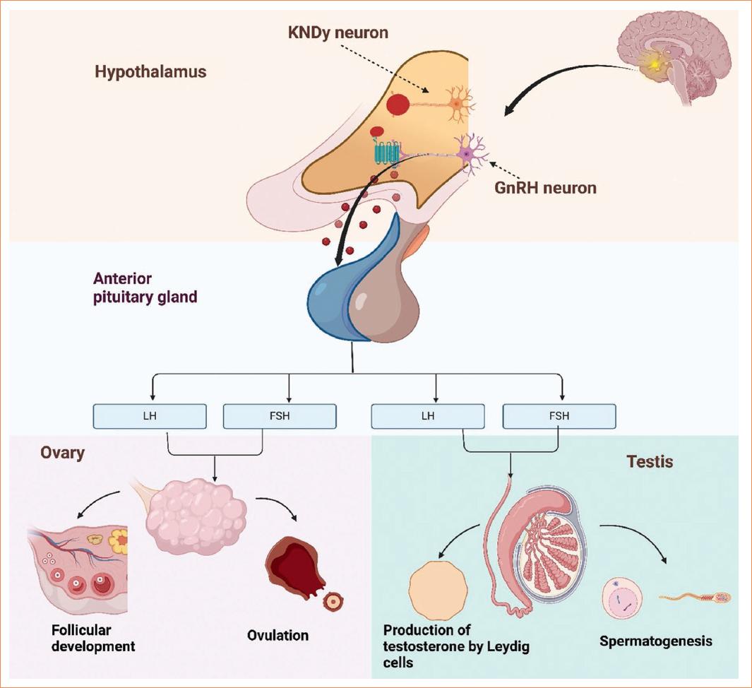 
Regulation of the hypothalamic-pituitary-gonadal axis by the KISS1-KISS1R system. This figure illustrates the regulatory cascade of the hypothalamic-pituitary-gonadal (HPG) axis mediated by the KISS1-KISS1R system. In females, kisspeptin is primarily produced by neurons in the anteroventral periventricular nucleus (AVPV) of the hypothalamus. Here, kisspeptin stimulates gonadotropin-releasing hormone (GnRH) neurons, promoting the release of gonadotropins (LH and FSH) from the anterior pituitary, which subsequently trigger follicular development and ovulation. In males, kisspeptin is mainly synthesized by neurons in the arcuate nucleus (ARC). Kisspeptin in this region regulates the tonic secretion of GnRH, leading to continuous gonadotropin release that stimulates testosterone production by Leydig cells in the testes and supports spermatogenesis. Both in females and males, the interaction of kisspeptin with its receptor, KISS1R (GPR54), in the hypothalamus leads to downstream signaling events, resulting in the activation of the HPG axis and gonadal function.
