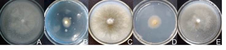 In vitro mycelial growth of wild edible mushrooms from the central ...