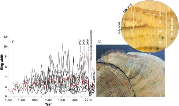 Dendrogeomorphological potential of Pinus ponderosa Douglas ex C ...