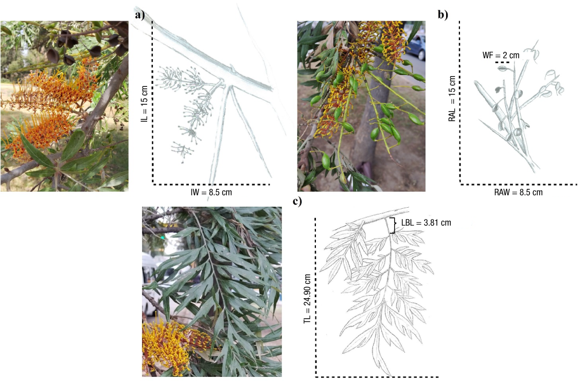 Architecture and morphometry of Grevillea robusta A. Cunn. ex R. Br., a ...
