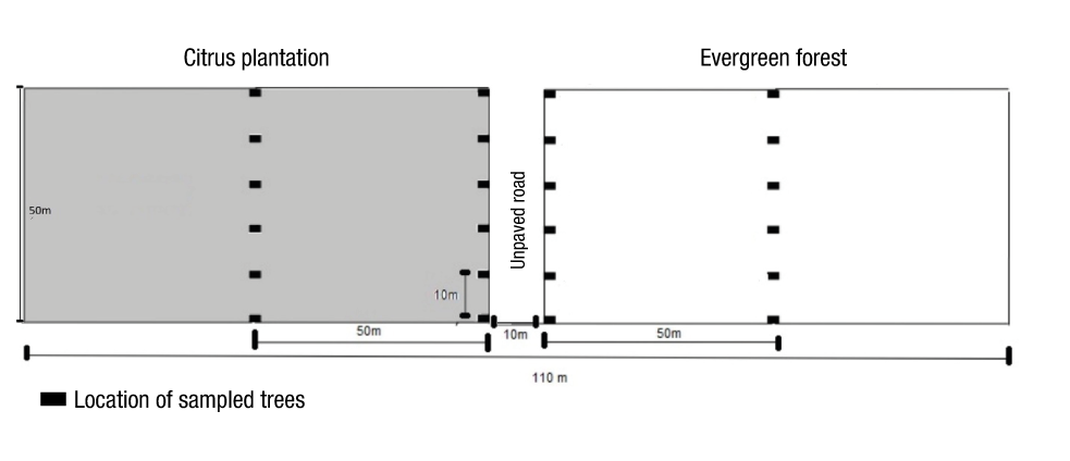 
						Sampling design of limno-terrestrial tardigrades in trees of
							different vegetation in the ejido El Palmar, municipality of Othón
							Pompeyo Blanco, Quintana Roo.
					