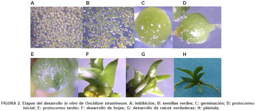 Propagación in vitro de Oncidium stramineum Lindl., una orquídea amenazada  y endémica de México