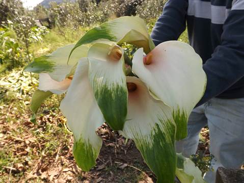 Deja Vu': a new calla lily (Zantedeschia aethiopica) cultivar