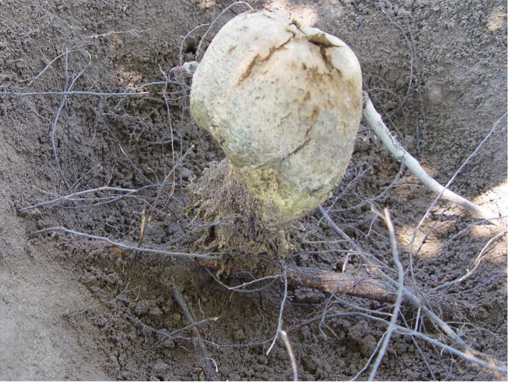 Chelated zinc and beneficial microorganisms: a sustainable ...