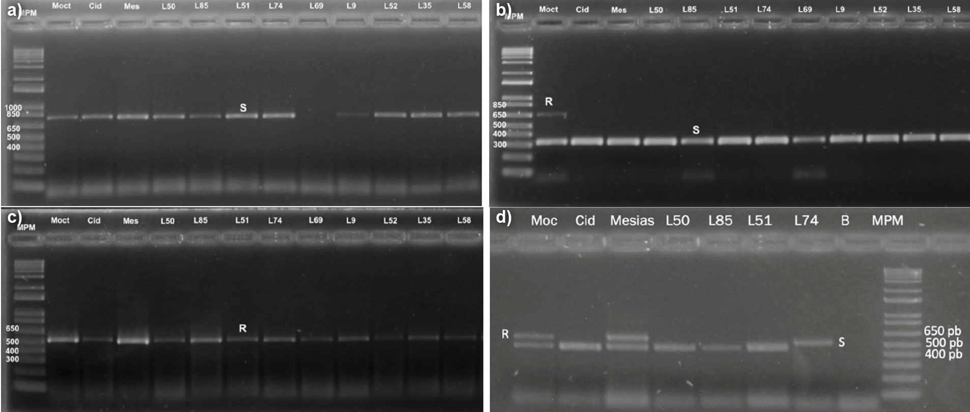 Typ R Marker Molecular markers of pathogen resistance for assisted breeding of ...