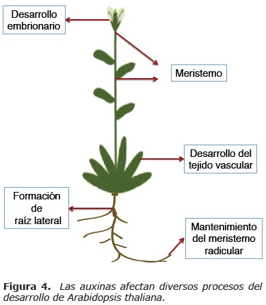 cargando Célula somatica A la meditación La Homeostasis de las Auxinas y su Importancia en el Desarrollo de  Arabidopsis Thaliana