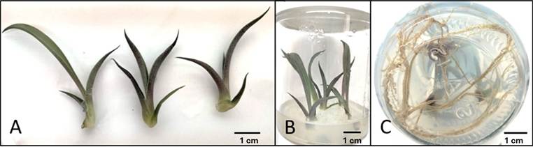 Root formation stage in Agave angustifolia Haw.