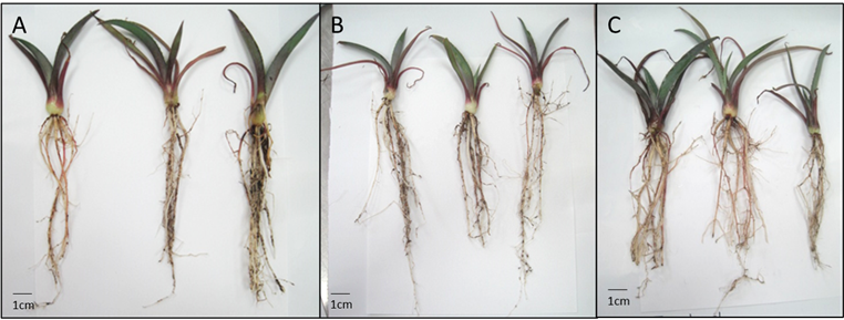 Development of Agave angustifolia Haw. on different substrates.