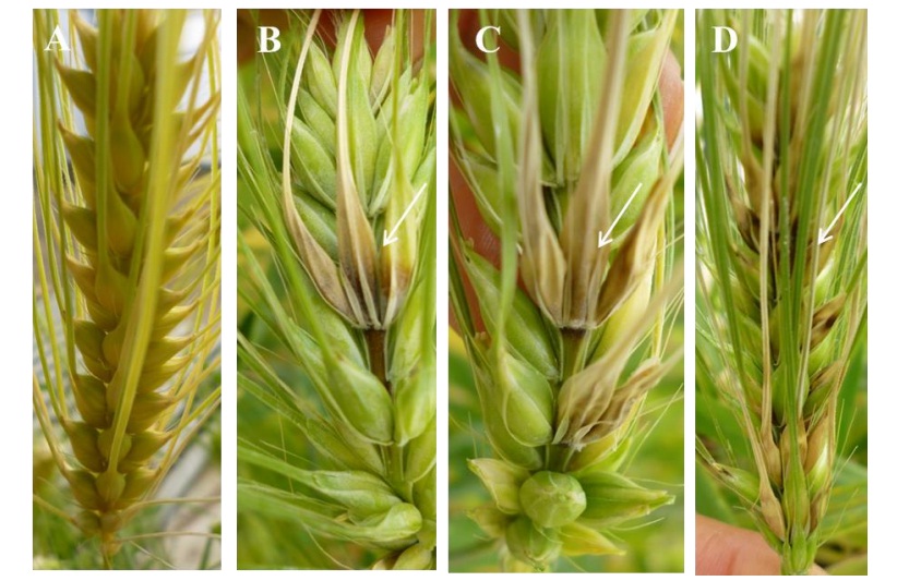 Evaluación de líneas de cebada maltera a fusariosis de la espiga y ...