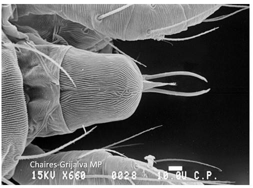Genisaro Insecto Ácaros asociados al maíz en México
