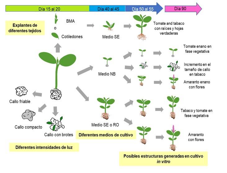 Influencia de la luz en la generación de callos y el cultivo in vitro ...