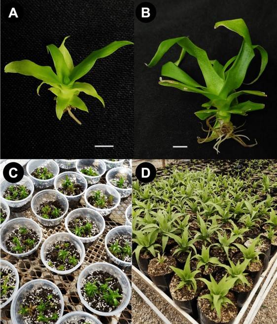 Organogénesis directa en piña criolla inducida por 6-bencilaminopurina