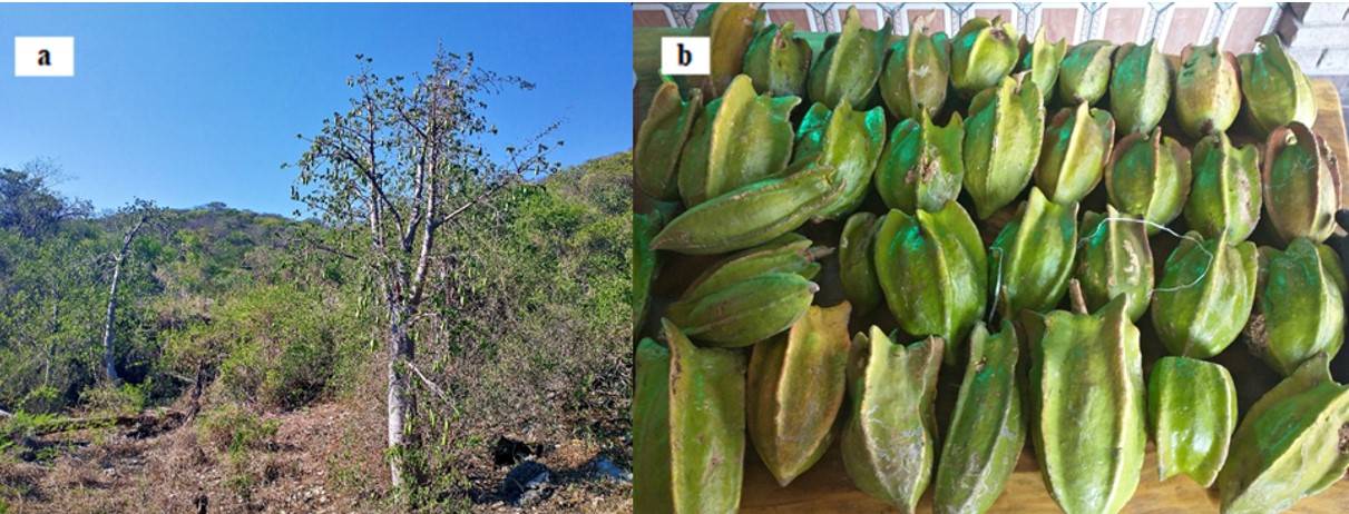 
								a) tree and (b) fruits of Jacaratia mexicana. Locality of Amates, Buenavista de Cuéllar, Guerrero, Mexico. Photograph: Martha Isela Croseños Palazin.
							