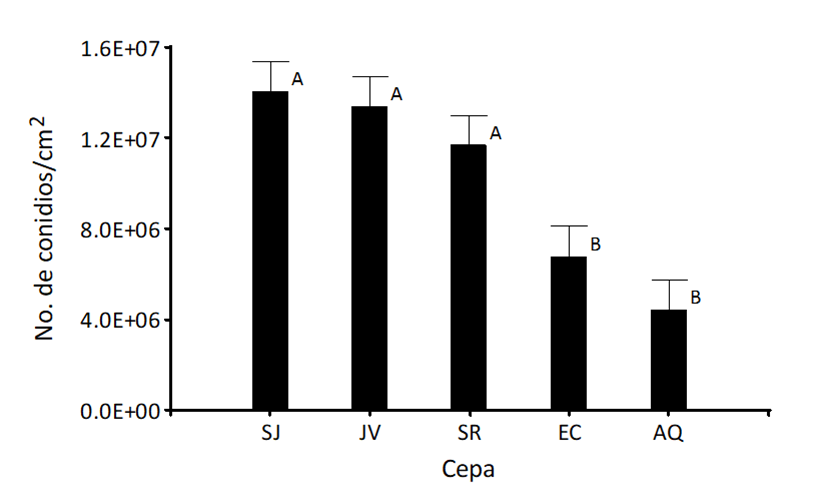 
							Production of conidia of Simplicillium sp. strains. Means with the same letter are statistically equal (DGC= 0.05). SJ= San Juan Norte strain; JV= Jabillos; SR= Santa Rosa; EC= CATIE; AQ= Aquiáres.
						