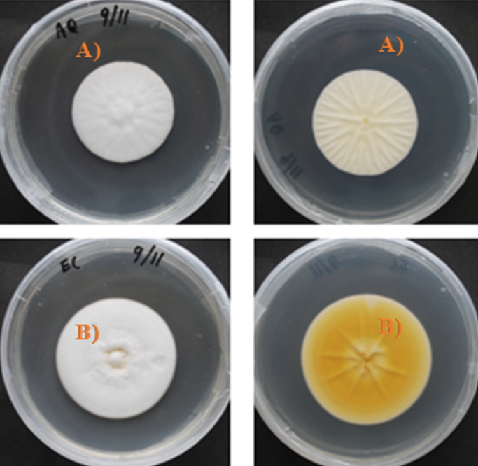 
							Monosporic colonies of strains of A) Aquiáres and B) CATIE. Front and back views.
						