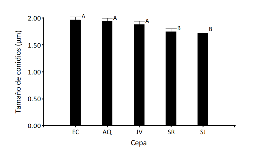 
							Conidia size (μm) of Simplicillium sp. strains. Means with the same letter are statistically equal (p≥ 0.05) (DGC= 0.05). EC= CATIE strain; AQ= Aquiáres; JV= Jabillos; SR= Santa Rosa; SJ= San Juan Norte.
						