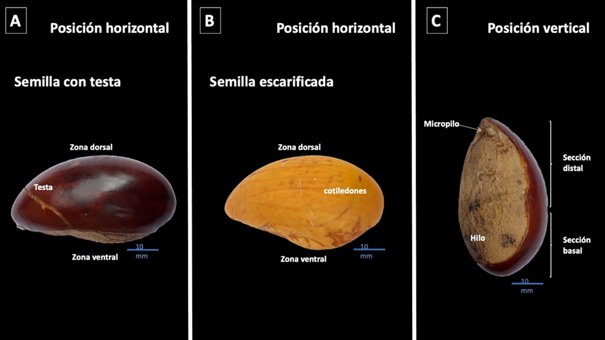 
						
 Pouteria campechiana seed, it shows the areas and positions (Pérez Barcena et al., 2021a). a) Horizontal position of the seed with testa; b) horizontal position of the seed without testa and c) vertical position of the seed with testa.
					