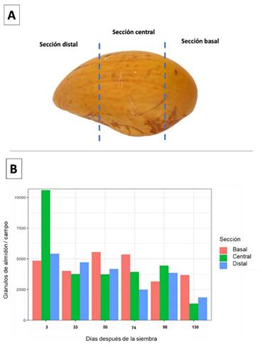 
							A) seed of Pouteria campechiana without testa, signaling of the basal, central, and distal regions and B) distribution of starch granules from P. campechiana seed in the different sections of the seed during its germination process.
						