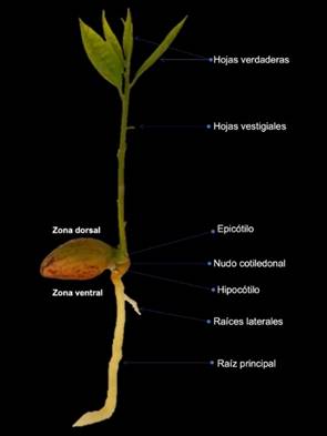 
							
 P. campechiana plant under development.
						