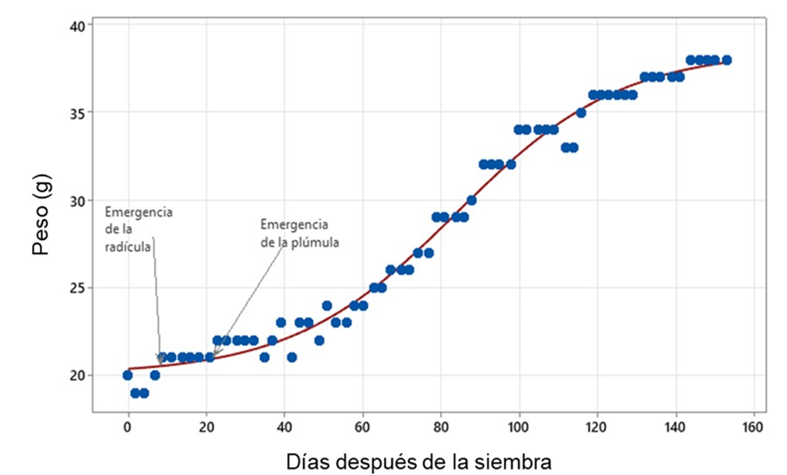 
							Growth and development curve of P. campechiana. From germination to fully developed plants (Granados-Vega et al. 2021).
						