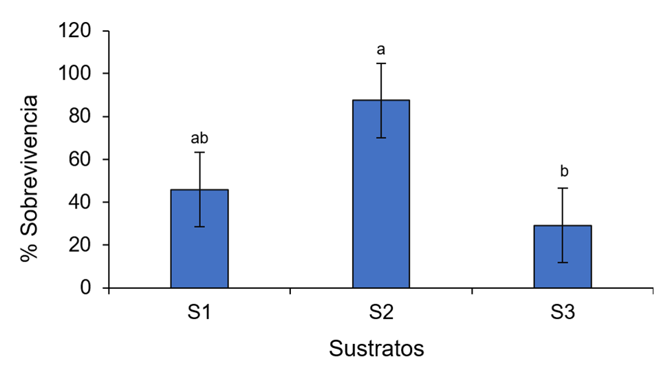 
					Porcentaje de sobrevivencia de vitroplantas de yuca Agrosavia Melúa-31 en tres tipos de sustratos. Letras diferentes por variable indican diferencias significativas entre sustratos (p< 0.05).
				