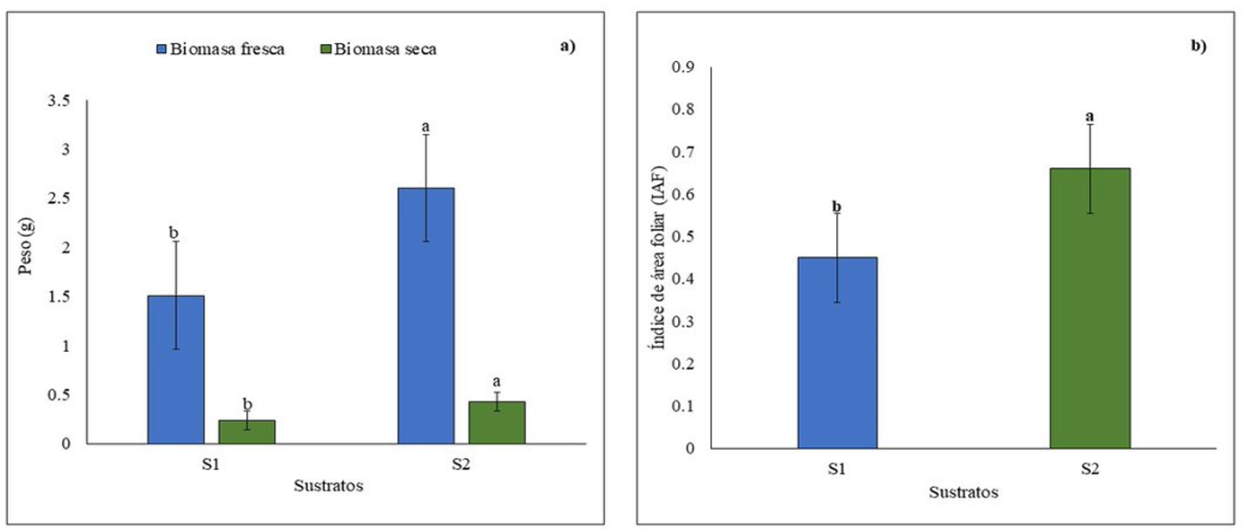 
					Variables de crecimiento de vitroplantas de yuca en dos tipos de sustratos. a) biomasa fresca y seca y b) índice de área foliar (IAF). Letras diferentes por variable indican diferencias significativas entre sustratos (p< 0.05).
				
