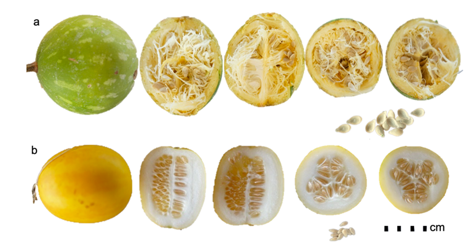 
								a) Morphological traits in different positions of the
										fruits of chicayota [Cucurbita argyrosperma
										subsp. sororia (L. H. Bailey) Merrick & D. M. Bates];
										and b) orange melon [Cucumis melo var.
											chito (C. Morren) Naudin], wild species
										of the dry tropics.
							