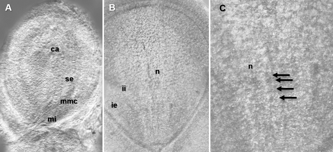 
								Differentiation in the early stages of development of
										the female gametophyte of R. communis. A)
										studied stage (2 mm) of the flower bud, it showed an early
										structure of the development of the female gametophyte in
										which the distribution of the embryo sac (se), the chalaza
										zone (ca), the micropyle zone (mi), and the megaspore mother
										cell (mmc) were observed; B) 3 mm, the structure of the
										ovule and the internal (ii) and external (ie) integuments
										were appreciated and C) detail in the 3 mm stage. The
									arrows indicate the cells of the tetrad, subsequent to meiosis
									in the area of the nucellus (n).
							