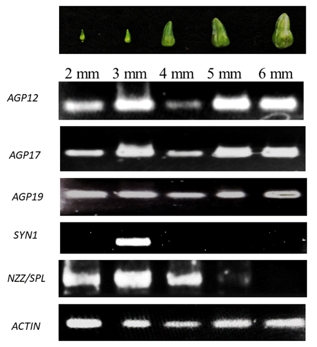 
								Gene expression during the development of the flower bud and
									female gametophyte. AGP 12, 17 and 19 genes show expression in
									the five stages prior to the emergence of stigmas, whereas SYN1
									marks the first division of MMC and entry into meiosis; SPL/NZZ
									stops expression from the 5 mm stage. The actin gene was used as
									an expression control in the RT-PCR assay. The upper part shows
									the appearance of the flower bud at each stage analyzed.
							