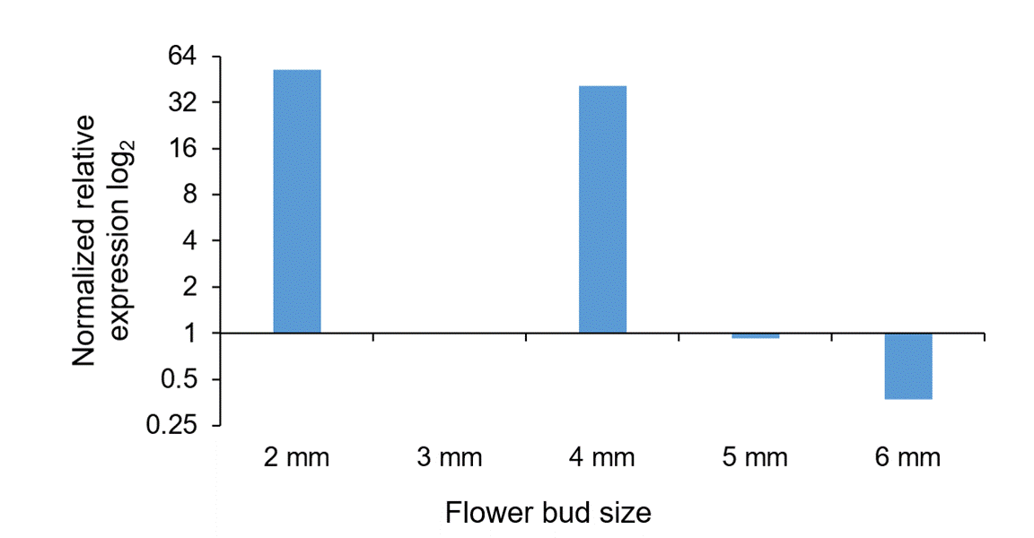 
								Relative quantification of AGP12 expression. Flower buds of
										Ricinus communis L., during development
									prior to fertilization.
							