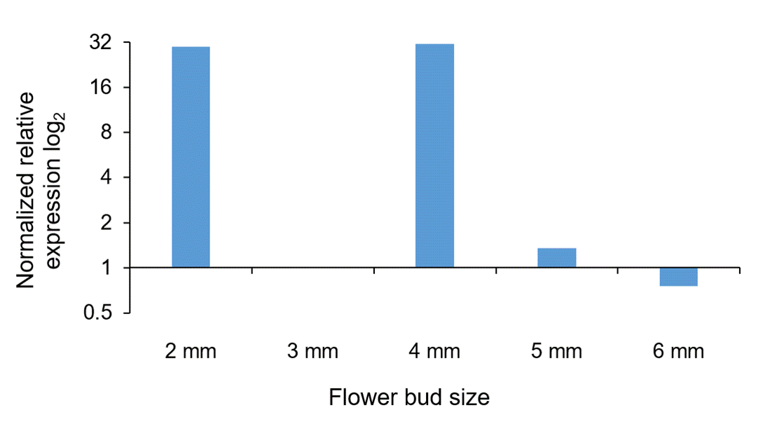 
								Relative quantification of the AGP17 gene expression. During
									the development of the flower bud of Ricinus
										communis L., it exhibits an expression pattern
									similar to AGP12, with increased expression in the stages of
									cell differentiation.
							