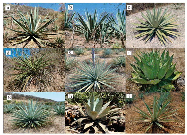 Morphometric characterization of mezcal agaves from the Northern Region of  Guerrero