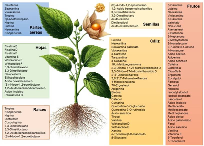 
							Phytochemicals identified in different parts of
										Physalis peruviana L.
						