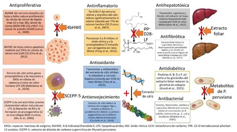 
							Biological effects of phytochemicals found in
										Physalis peruviana L.
						