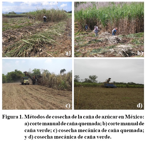 Clima, suelo y agua para la producción del cultivo de la caña de azúcar