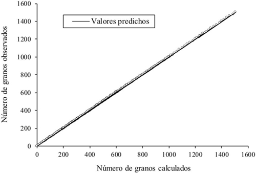 Cuánto Pesa 1000 Granos De Trigo